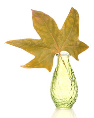 Fototapeta premium Bright autumn leaf in vase isolated on white