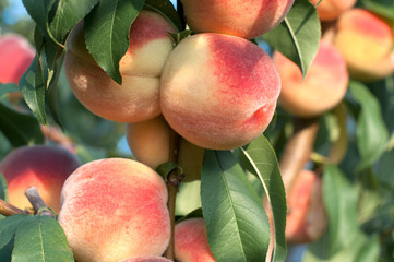 Naklejka premium Peaches on the tree branches