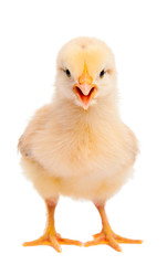 Yellow chicken in the face. Isolated on white background.