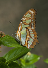 Papillon Siproeta steneles