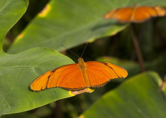 Papillon Dryas Julia