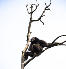 white-handed gibbon on tree