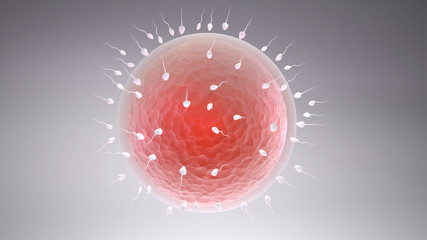3d rendered illustration of the fertilization © pajaro