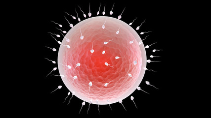 sperm and egg cell © pajaro