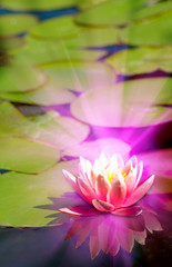 lotus