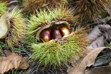 Chestnut in autumn