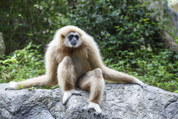 white-handed gibbon on tree