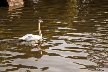 Swan in garden