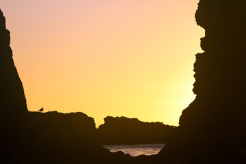 Oregon coastal rocks and seagull silhouette at sunset