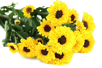 Obraz premium Beautiful yellow chrysanthemum isolated on white