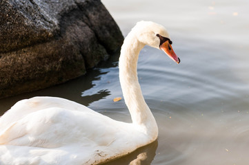 Swan in garden