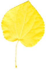 Colorful autumn leave isolated on white.