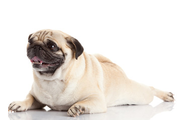 Obraz premium pug dog isolated on a white background