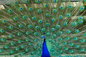 Obraz premium Peacock Indian