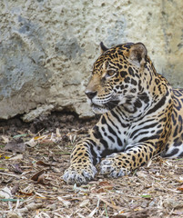 Leopard laying down 