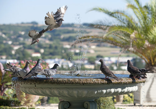 Fontaine aux pigeons