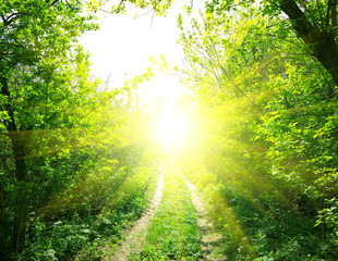 Road and sunlight