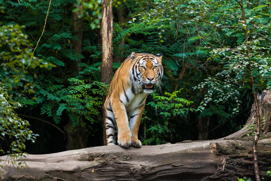 Fototapeta Tiger
