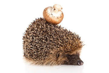 hedgehog on a white background. Hedgehog with mushroom