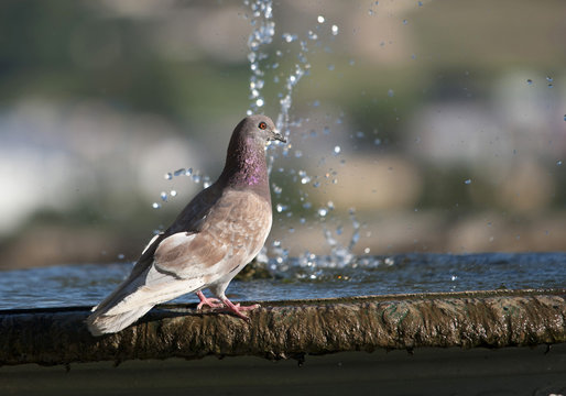 Fontaine aux pigeons