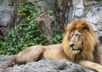 Plakat Lion the king