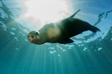 Fototapeta sea lion underwater looking at you obraz