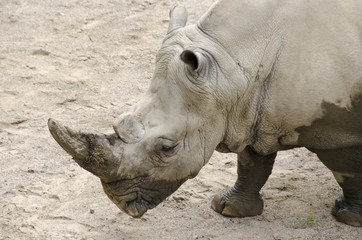 Obraz premium White rhinoceros, Ceratotherium simum