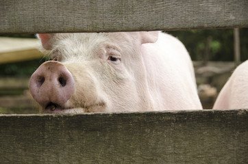 Curious pig looking through fence