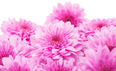 Pink chrysanthemums background