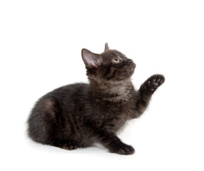 Cute black cat on white