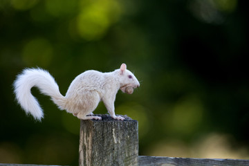 White squirrel