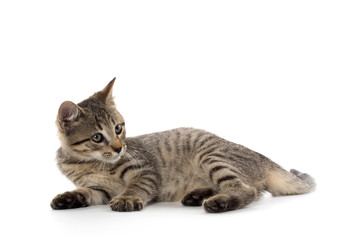 Cute tabby kitten