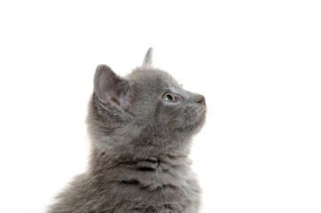 Cute gray kitten