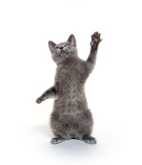 Fototapeta premium Cute gray kitten