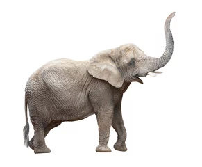 Foto op Aluminium Afrikaanse olifant (Loxodonta africana) vrouwtje. © Kletr