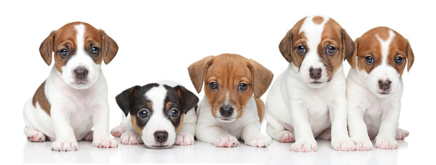 Jack Russel terrier puppies. Group portrait