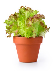 Lettuce in a pot