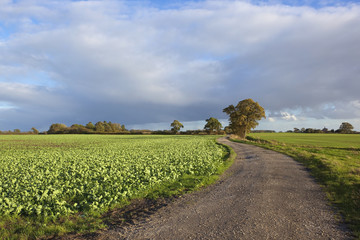 Fototapeta na wymiar scenic farm track