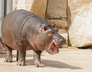 Hippopotamus