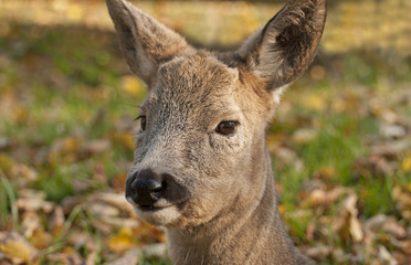 Roe deer
