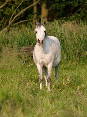 Fototapeta na wymiar Grey Pony In Paddock