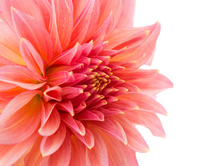 pink dahlia