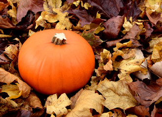 Ripe orange pumpkin among dry autumn leaves