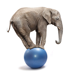 African elephant (Loxodonta africana) balancing on a blue ball. © Kletr