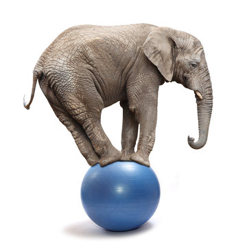 Fototapeta African elephant (Loxodonta africana) balancing on a blue ball.