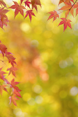 Naklejka na ściany i meble Japanese maple tree leaves colorful background in autumn