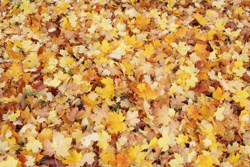 Colorful and bright background made of fallen autumn leaves