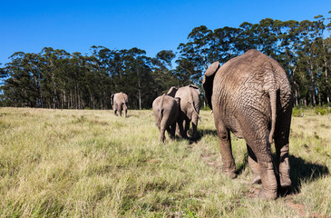 Obraz premium Herd of Elephants walking away