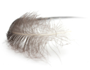 feather on a white background. Macro