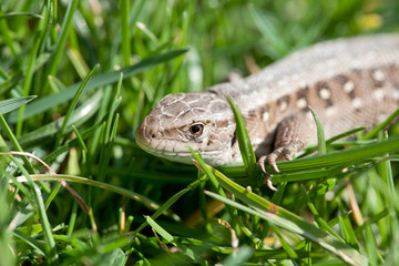 Fototapeta premium sand lizard in close up (Lacerta Agilis)